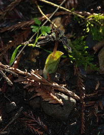 2009-01-12_6 Young Fetid Adders Tongue TN.jpg - 36248 Bytes